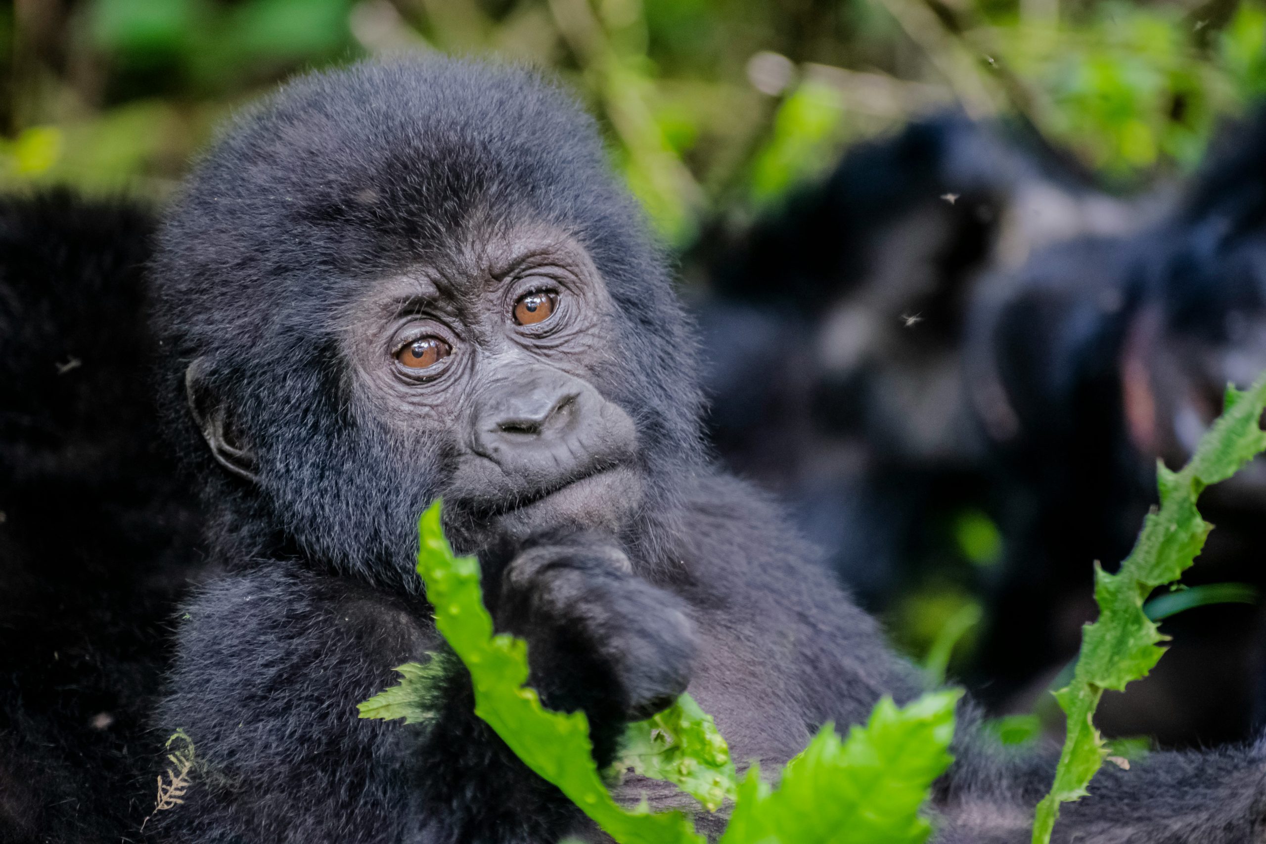 Karibu Safari